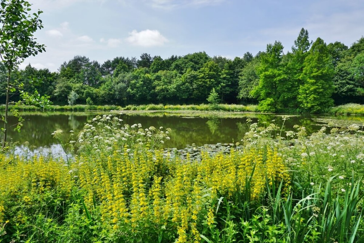 Le parc des Gayeulles à Rennes, un écosystème rare en ville