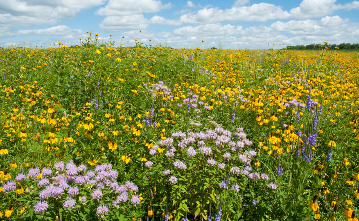 Une prairie