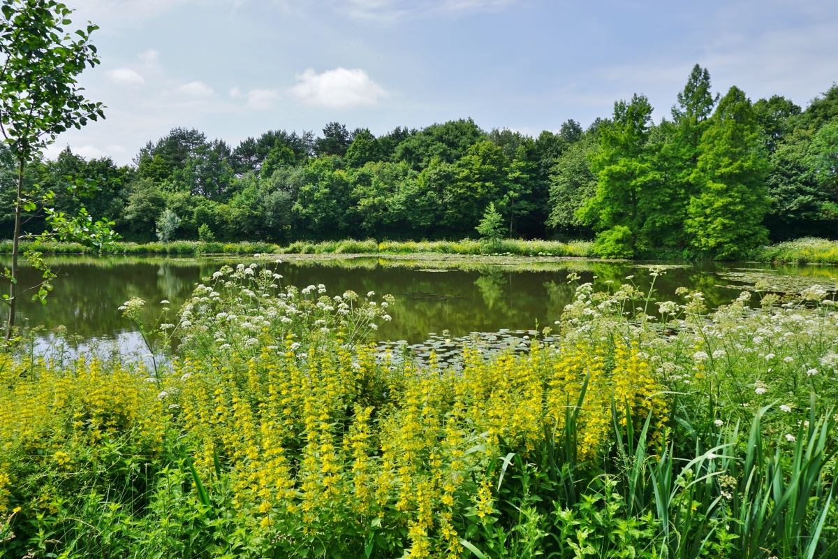 Îlots de fraicheur à Rennes – Le parc des Gayeulles