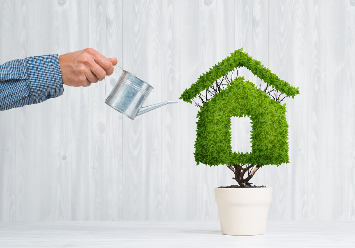 Plante en forme de maison – Immobilier écologique