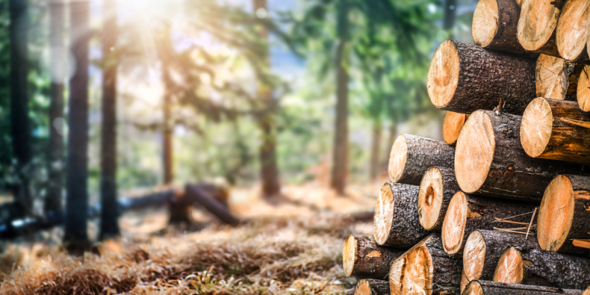 Immeuble en bois Rennes – Photos d’une forêt avec rondins de bois