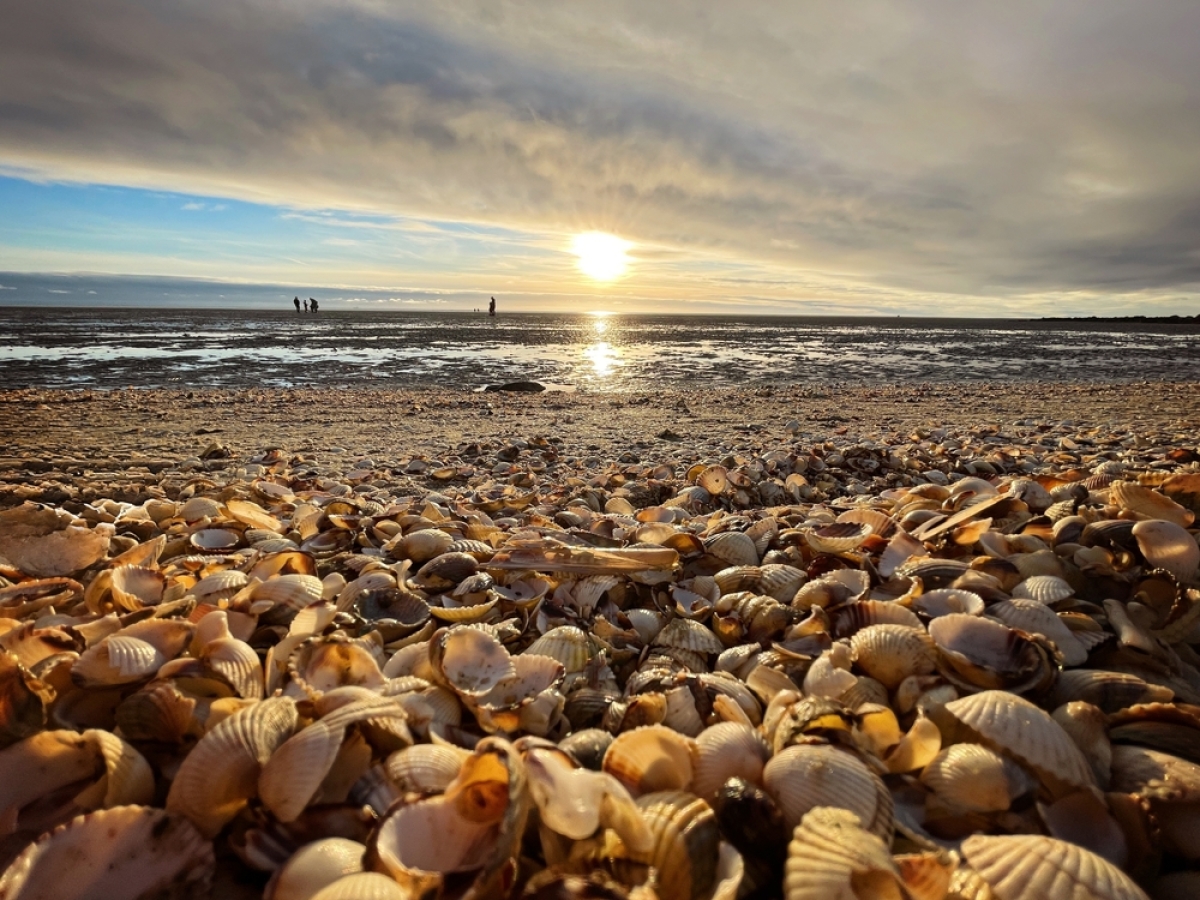 une plage semée de coquillages