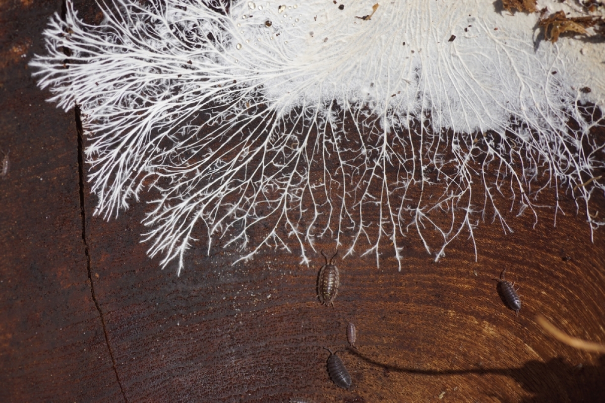 Mycélium fongique sur la surface d'un vieux saladier en bois, allongé à l'extérieur. Il se compose d'une masse d'hyphes blancs, ramifiés et en forme de fil.